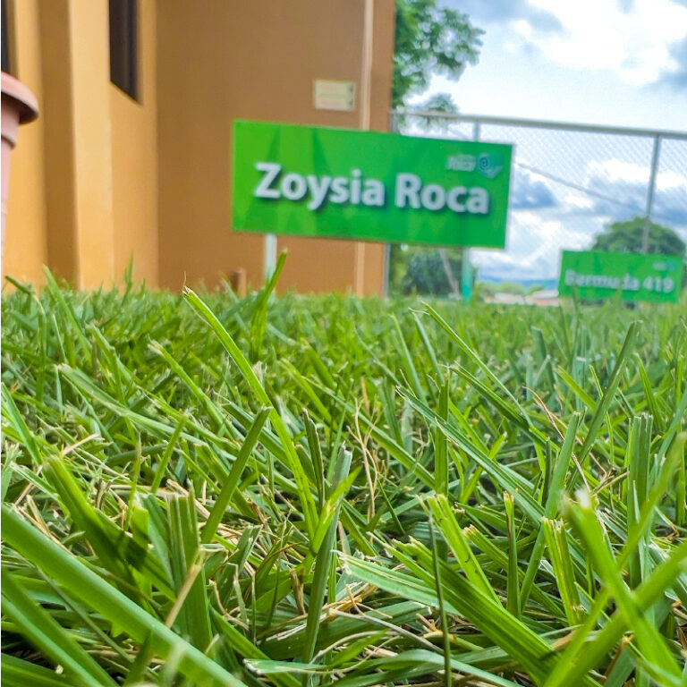 ZACATE ZOYSIA ROCA (M²)
