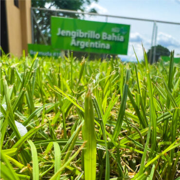 [ZJ-M2] ZACATE JENGIBRILLO (M²)